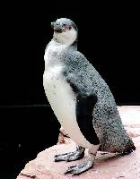 Pinguin Pinguin